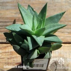 Haworthia Savanna - Succulent 14 Haworthia Savanna - Succulent -Plant Sale Store apo howarthia savanna lage size