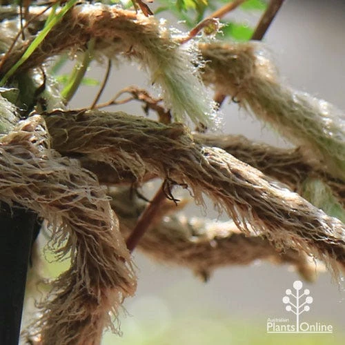 Humata - Rabbit's Foot Fern 9 Humata - Rabbit's Foot Fern - Image 7