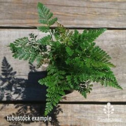 Humata - Rabbit's Foot Fern 24 Humata - Rabbit's Foot Fern -Plant Sale Store apo humata fern tubestock