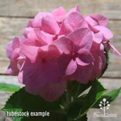 Hydrangea Alpengluhen 10 Hydrangea Alpengluhen -Plant Sale Store apo hydrangea alpengluhen flower