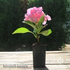 Hydrangea Alpengluhen 11 Hydrangea Alpengluhen -Plant Sale Store apo hydrangea alpengluhen tubestock