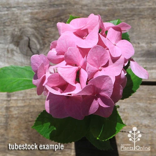 Hydrangea Alpengluhen 4 Hydrangea Alpengluhen - Image 2