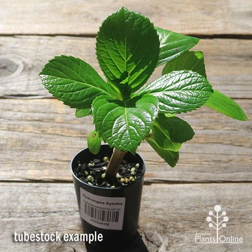 Hydrangea Ayesha 4 Hydrangea Ayesha - Image 2