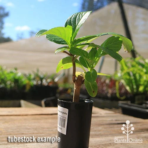 Hydrangea Ayesha 10 Hydrangea Ayesha - Image 8