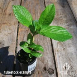 Hydrangea Jogasaki - Fireworks Hydrangea 12 Hydrangea Jogasaki - Fireworks Hydrangea -Plant Sale Store apo hydrangea fireworks tubestock