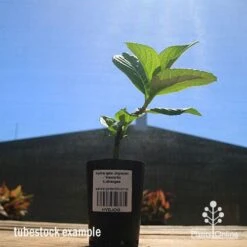 Hydrangea Jogasaki - Fireworks Hydrangea 14 Hydrangea Jogasaki - Fireworks Hydrangea -Plant Sale Store apo hydrangea fireworks tubestock2