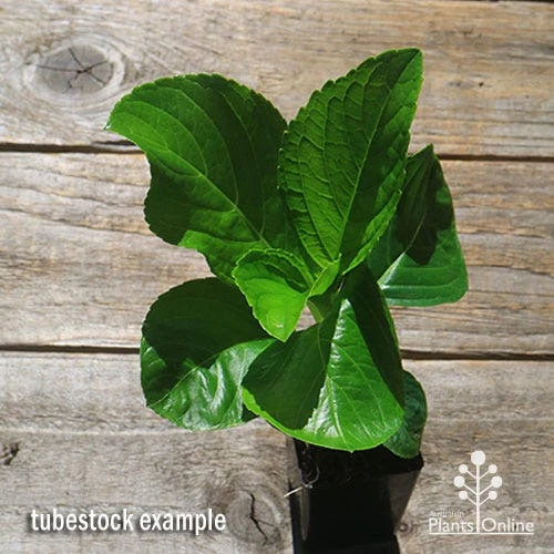 Hydrangea Assorted 4 Hydrangea Assorted - Image 2