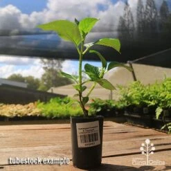 Hydrangea President R Touchard -Plant Sale Store apo hydrangea touchard tubestock