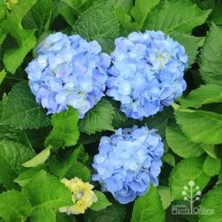 Hydrangea Assorted 17 Hydrangea Assorted -Plant Sale Store apo hydrangeas nursery