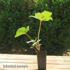 Hellebore Ice Breaker Max - Winter Rose 9 Hellebore Ice Breaker Max - Winter Rose -Plant Sale Store apo icebreaker max hellebore tubestock 1