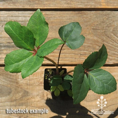 Hellebore Ice Breaker Max - Winter Rose 5 Hellebore Ice Breaker Max - Winter Rose - Image 3