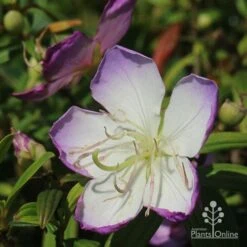 Tibouchina Illusion -Plant Sale Store apo illusion tibouchina sunshine
