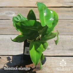 Philodendron Imbe 17 Philodendron Imbe -Plant Sale Store apo imbe philodendron tubestock top