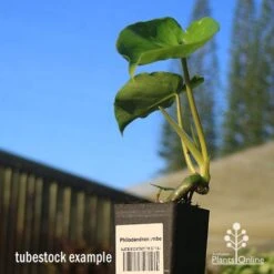 Philodendron Imbe 13 Philodendron Imbe -Plant Sale Store apo imbe tubestock blue sky