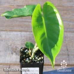 Philodendron Imbe 14 Philodendron Imbe -Plant Sale Store apo imbe tubestock fresh leaf