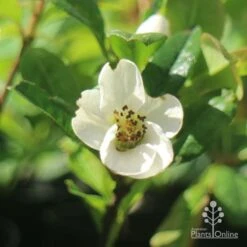 Chaenomeles Nivalis - Japanese Quince 18 Chaenomeles Nivalis - Japanese Quince -Plant Sale Store apo japanese quince nivalis flower