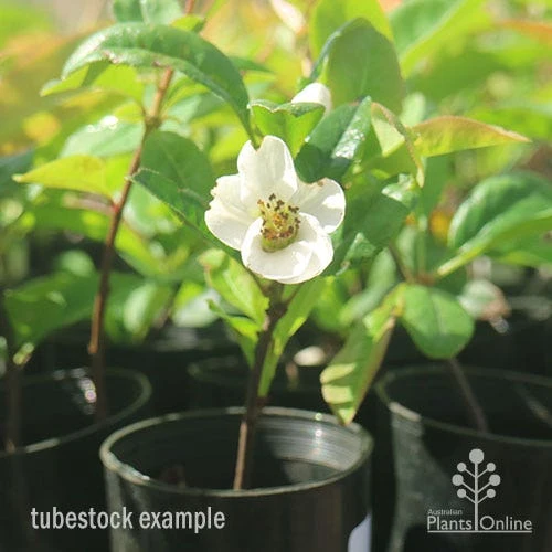 Chaenomeles Nivalis - Japanese Quince 7 Chaenomeles Nivalis - Japanese Quince - Image 5