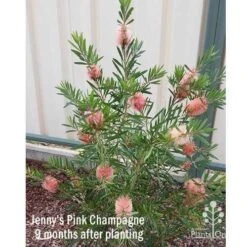 Callistemon Pink Champagne -Plant Sale Store apo jennys pink champagne