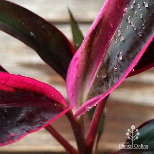 Cordyline Fruticosa John Klass Red 4 Cordyline Fruticosa John Klass Red - Image 2