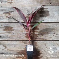 Cordyline Fruticosa John Klass Red 14 Cordyline Fruticosa John Klass Red -Plant Sale Store apo jkr tubestock
