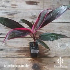 Cordyline Fruticosa John Klass Red 15 Cordyline Fruticosa John Klass Red -Plant Sale Store apo jkr tubestock above