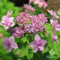 Hydrangea Jogasaki - Fireworks Hydrangea 13 Hydrangea Jogasaki - Fireworks Hydrangea -Plant Sale Store apo jogasaki fireworks hydrangea