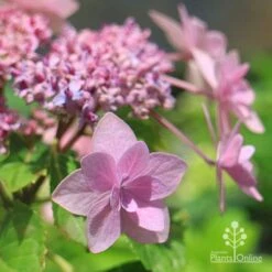 Hydrangea Jogasaki - Fireworks Hydrangea 15 Hydrangea Jogasaki - Fireworks Hydrangea -Plant Sale Store apo jogasaki hydrangea floret