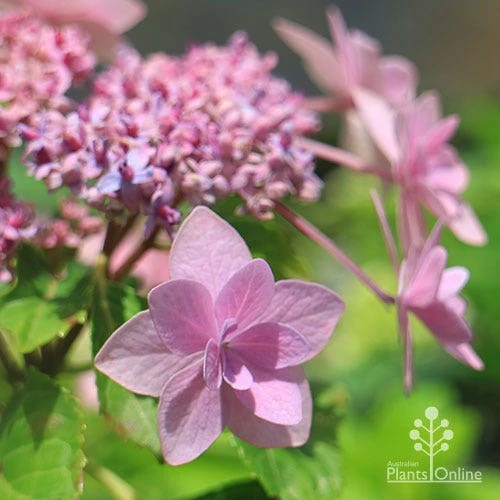 Hydrangea Jogasaki - Fireworks Hydrangea 8 Hydrangea Jogasaki - Fireworks Hydrangea - Image 6