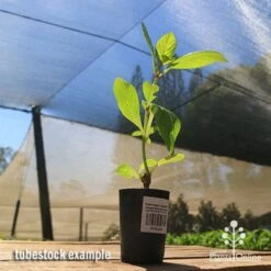 Hydrangea Jogasaki - Fireworks Hydrangea 17 Hydrangea Jogasaki - Fireworks Hydrangea -Plant Sale Store apo jogasaki tubestock