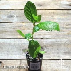 Hydrangea Jogasaki - Fireworks Hydrangea 16 Hydrangea Jogasaki - Fireworks Hydrangea -Plant Sale Store apo jogasaki tubestock top