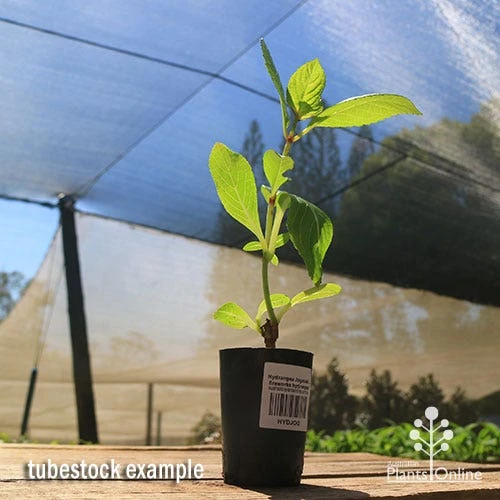 Hydrangea Jogasaki - Fireworks Hydrangea 10 Hydrangea Jogasaki - Fireworks Hydrangea - Image 8