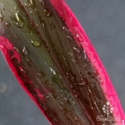 Cordyline Fruticosa John Klass Red 16 Cordyline Fruticosa John Klass Red -Plant Sale Store apo john klass leaf colour