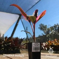 Cordyline Fruticosa John Klass Red 19 Cordyline Fruticosa John Klass Red -Plant Sale Store apo john klass tubestock blue sky