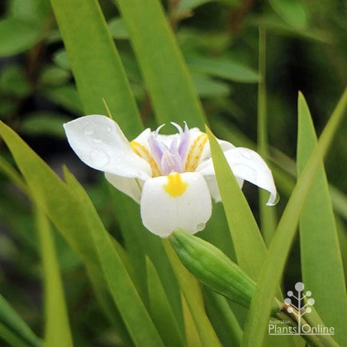 Dietes Tiny Dancer- Wild Iris - 68mm BIGGER Size 3 Dietes Tiny Dancer- Wild Iris - 68mm BIGGER Size