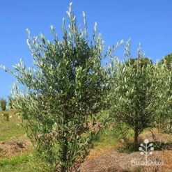 Olive Kalamata -Plant Sale Store apo kalamata olives nursery