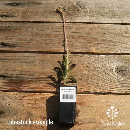 Kalanchoe Tomentosa – Panda Plant - Succulent 5 Kalanchoe Tomentosa – Panda Plant - Succulent - Image 3