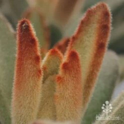 Kalanchoe Tomentosa – Panda Plant - Succulent 20 Kalanchoe Tomentosa – Panda Plant - Succulent -Plant Sale Store apo kalanchoe tomentosa furry