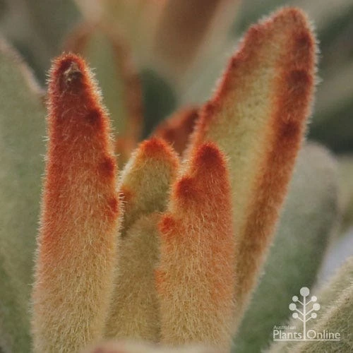 Kalanchoe Tomentosa – Panda Plant - Succulent 10 Kalanchoe Tomentosa – Panda Plant - Succulent - Image 8