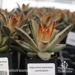 Kalanchoe Tomentosa – Panda Plant - Succulent 16 Kalanchoe Tomentosa – Panda Plant - Succulent -Plant Sale Store apo kalanchoe tomentosa tubestock plant