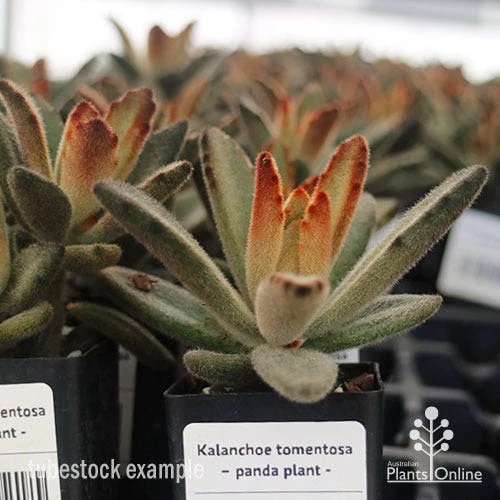 Kalanchoe Tomentosa – Panda Plant - Succulent 6 Kalanchoe Tomentosa – Panda Plant - Succulent - Image 4