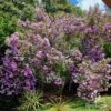 Tibouchina Illusion -Plant Sale Store apo kims illusion full bloom