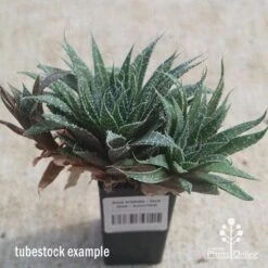 Aloe Aristata - Lace Aloe - Succulent 13 Aloe Aristata - Lace Aloe - Succulent -Plant Sale Store apo lace aloe tubestock side