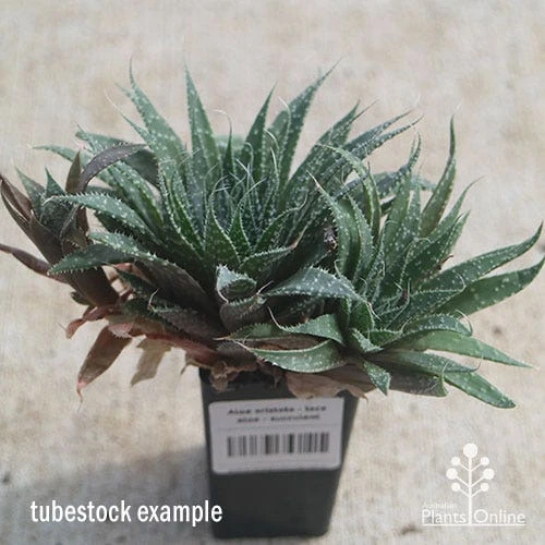 Aloe Aristata - Lace Aloe - Succulent 7 Aloe Aristata - Lace Aloe - Succulent - Image 5