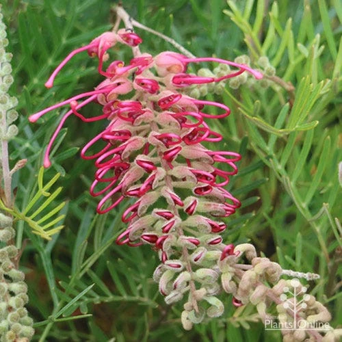 Grevillea Lana Maree 4 Grevillea Lana Maree - Image 2