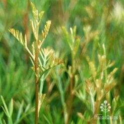 Grevillea Lana Maree 18 Grevillea Lana Maree -Plant Sale Store apo lana maree gold foliage