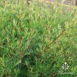 Grevillea Lana Maree 21 Grevillea Lana Maree -Plant Sale Store apo lana maree gold foliage2