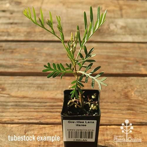 Grevillea Lana Maree 5 Grevillea Lana Maree - Image 3