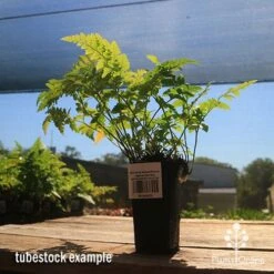 Rumohra Adiantiformis - Leatherleaf Fern 17 Rumohra Adiantiformis - Leatherleaf Fern -Plant Sale Store apo leatherleaf rumohra tubestock large