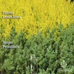 Cupressus Lemon Scent - Lemon Cypress 17 Cupressus Lemon Scent - Lemon Cypress -Plant Sale Store apo lemon cypress juniper pyramidalis