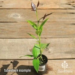 Citrus - Lemon Eureka 12 Citrus - Lemon Eureka -Plant Sale Store apo lemon eureka tubestock top